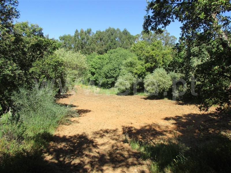 Quinta  Penamacor, Aranhas - 1176468 - 20