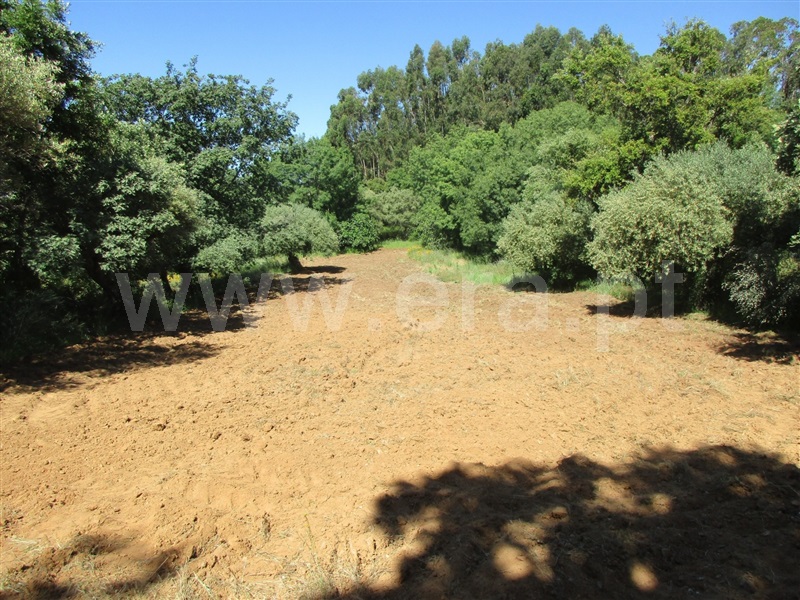 Quinta  Penamacor, Aranhas - 1176468 - 21