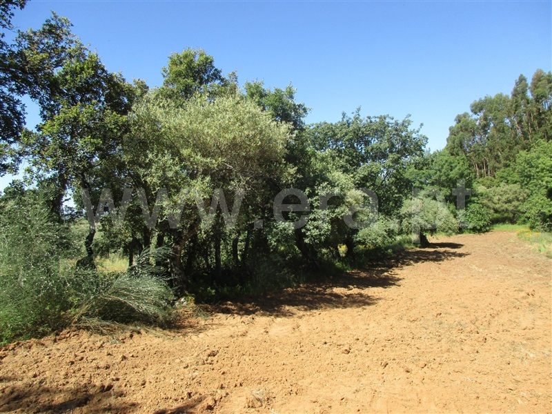 Quinta  Penamacor, Aranhas - 1176468 - 23