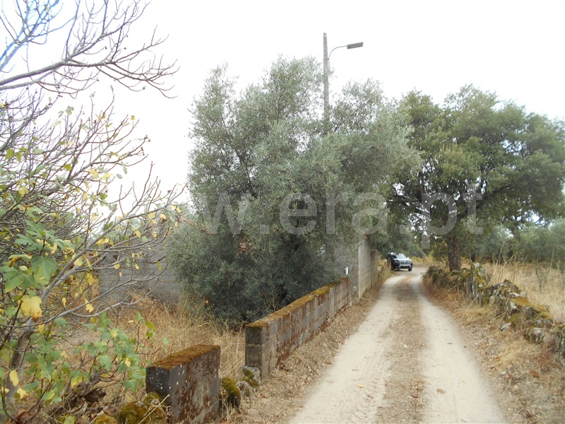 Quinta  Penamacor, Aranhas - 1434783 - 1