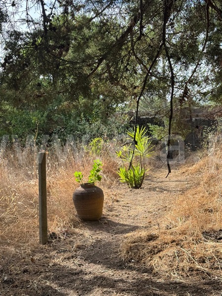 Quinta / Penamacor, Aranhas