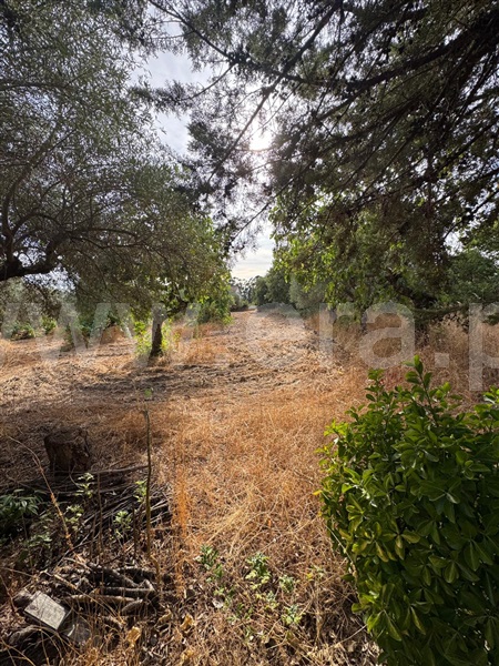 Quinta  Penamacor, Aranhas - 1512228 - 2