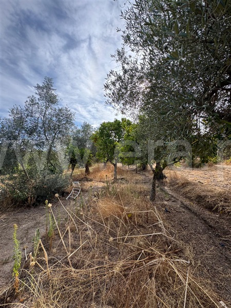 Quinta  Penamacor, Aranhas - 1512228 - 3