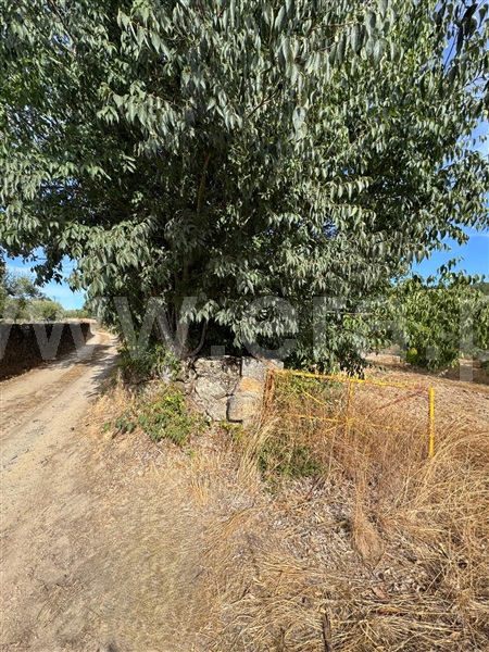 Quinta  Penamacor, Aranhas - 1512228 - 5