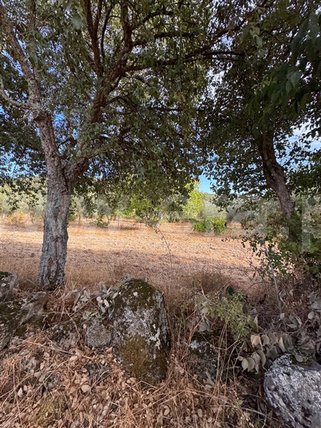 Quinta  Penamacor, Aranhas - 1512228 - 6