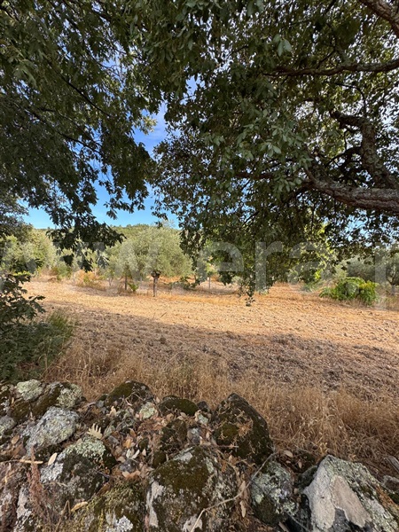 Quinta  Penamacor, Aranhas - 1512228 - 7