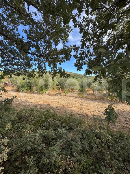 Quinta  Penamacor, Aranhas - 1512228 - 8