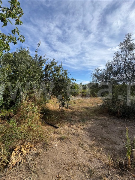 Quinta  Penamacor, Aranhas - 1512228 - 9