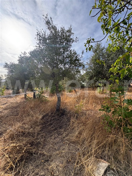 Quinta  Penamacor, Aranhas - 1512228 - 10