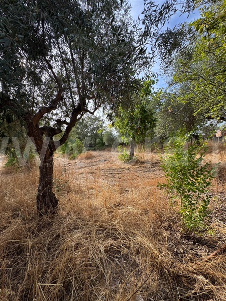 Quinta  Penamacor, Aranhas - 1512228 - 11