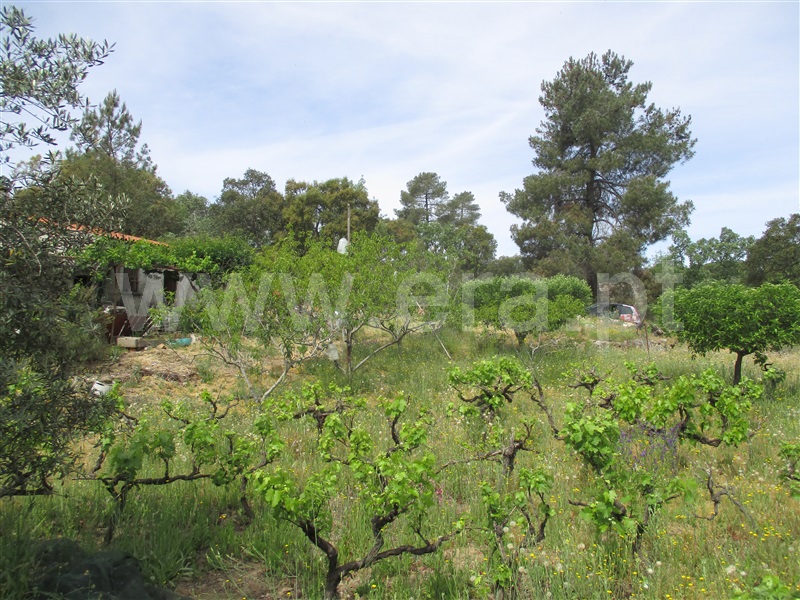 Quinta  Penamacor, Penamacor - 1325429 - 11