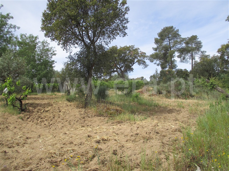 Quinta  Penamacor, Penamacor - 1325429 - 15