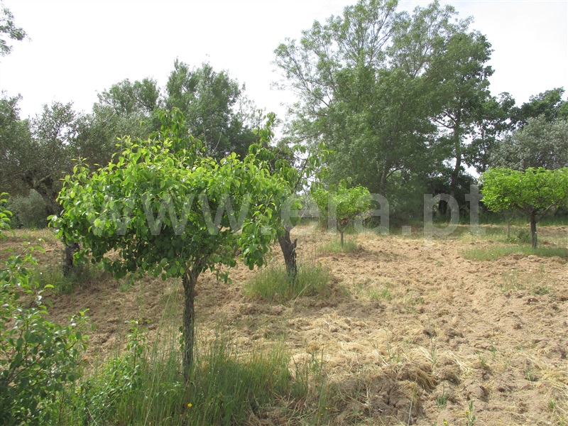Quinta  Penamacor, Penamacor - 1325429 - 16