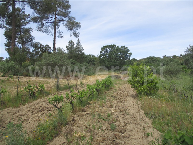 Quinta  Penamacor, Penamacor - 1325429 - 17