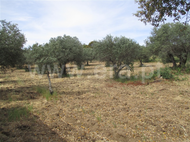 Quinta  Penamacor, Penamacor - 1325429 - 20