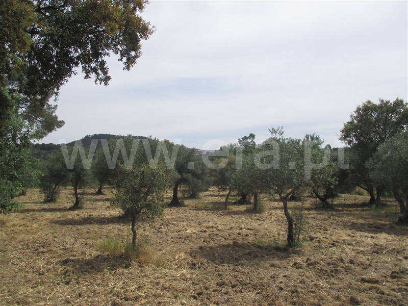 Quinta  Penamacor, Penamacor - 1325429 - 23