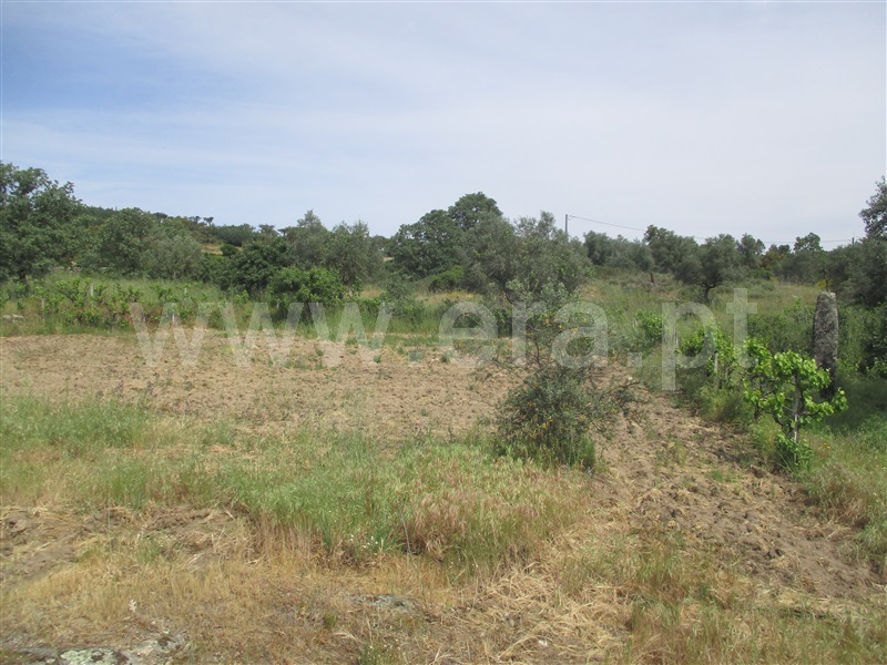 Quinta  Penamacor, Penamacor - 1325429 - 25