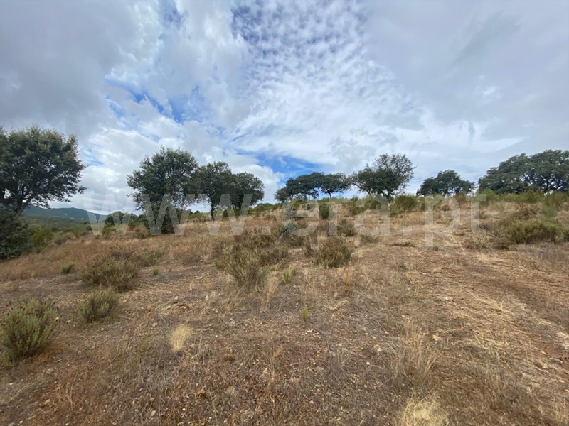 Quinta  Penamacor, Aranhas - 1352592 - 5