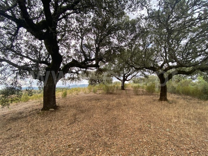 Quinta  Penamacor, Aranhas - 1352592 - 10
