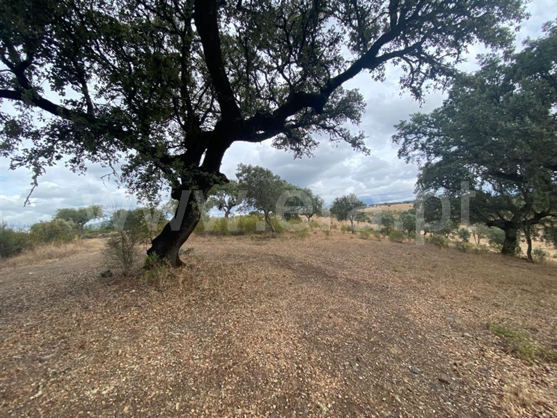 Quinta  Penamacor, Aranhas - 1352592 - 12
