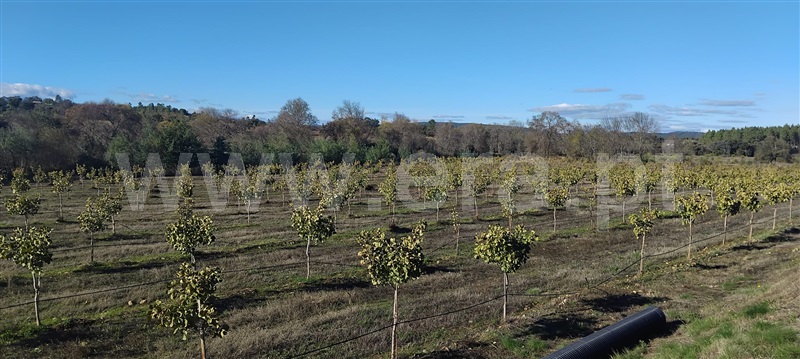 Quinta / Penamacor, Penamacor