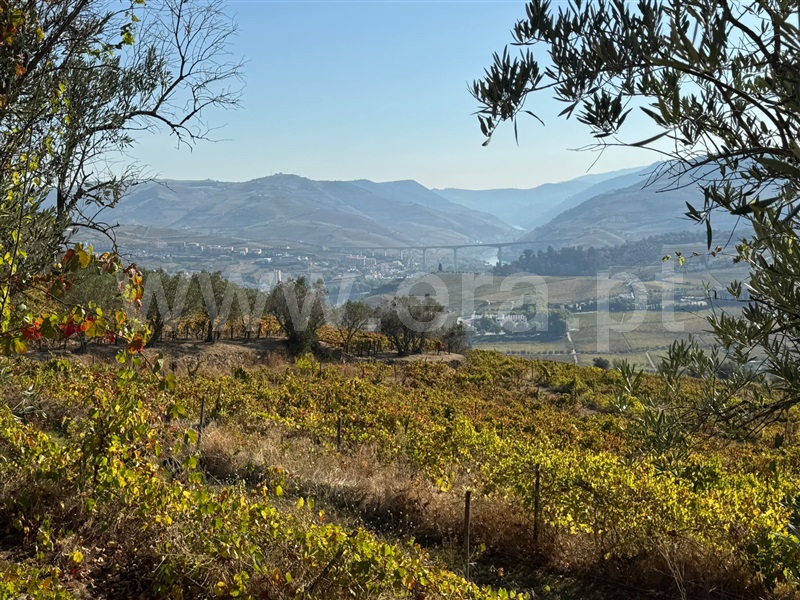 Quinta / Peso da Régua, Fontelas