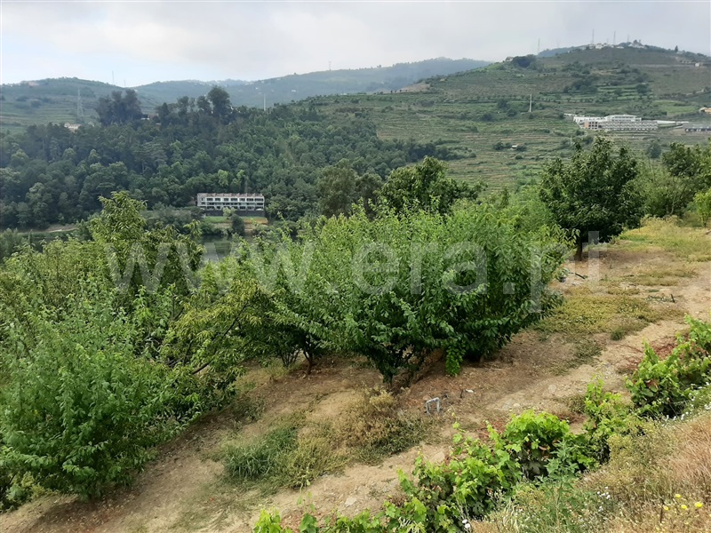 Quinta  Peso da Régua, Peso da Régua e Godim - 1187208 - 3
