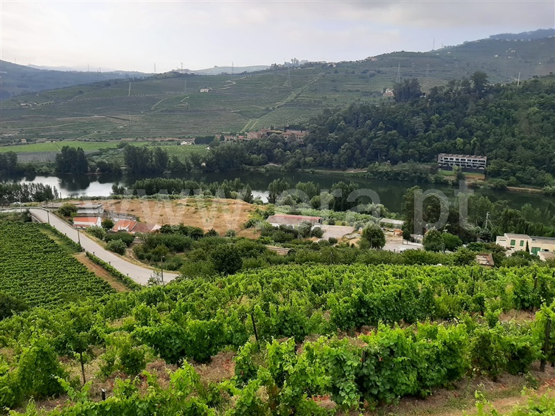 Quinta  Peso da Régua, Peso da Régua e Godim - 1187208 - 5