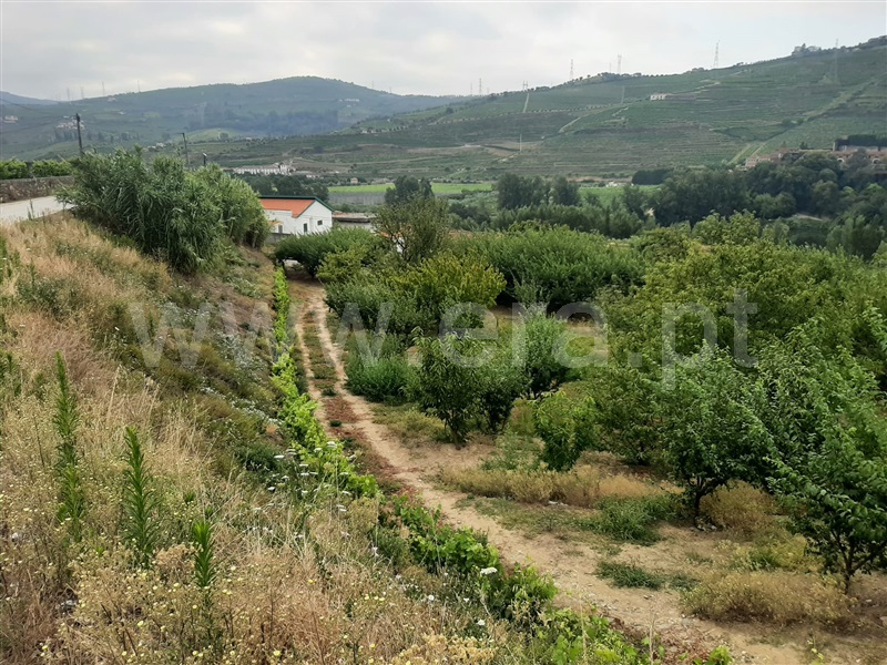 Quinta  Peso da Régua, Peso da Régua e Godim - 1187208 - 13