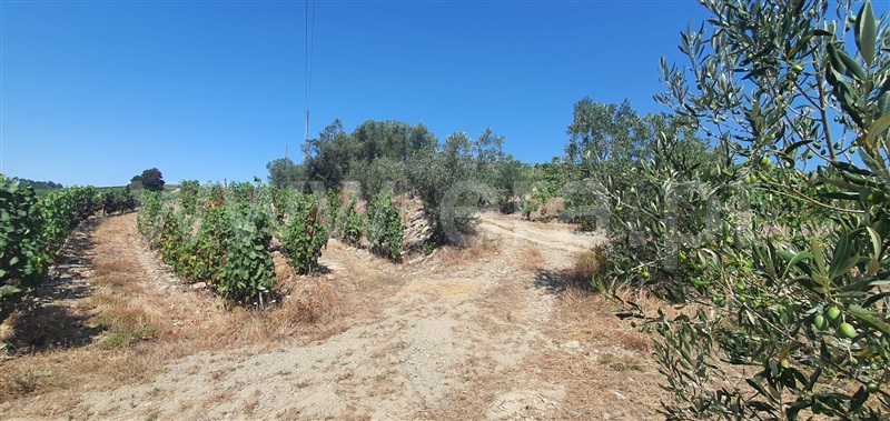 Quinta  Peso da Régua, Galafura e Covelinhas - 1457469 - 7