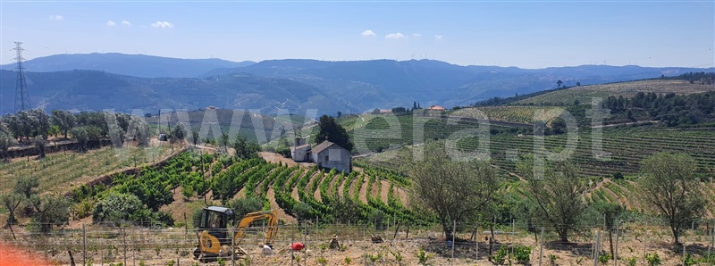Quinta  Peso da Régua, Galafura e Covelinhas - 1457469 - 12