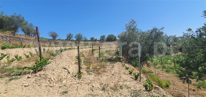 Quinta  Peso da Régua, Galafura e Covelinhas - 1457469 - 14