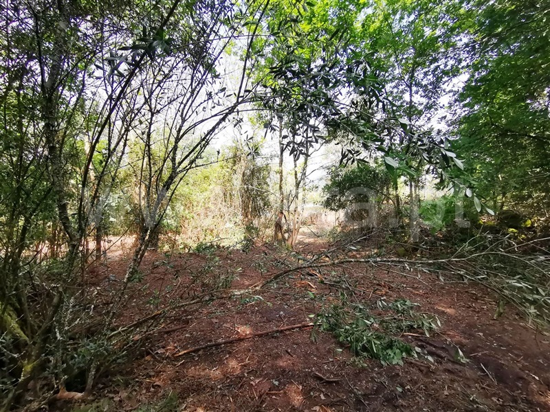 Quinta  Póvoa de Lanhoso, Garfe - 964954 - 15
