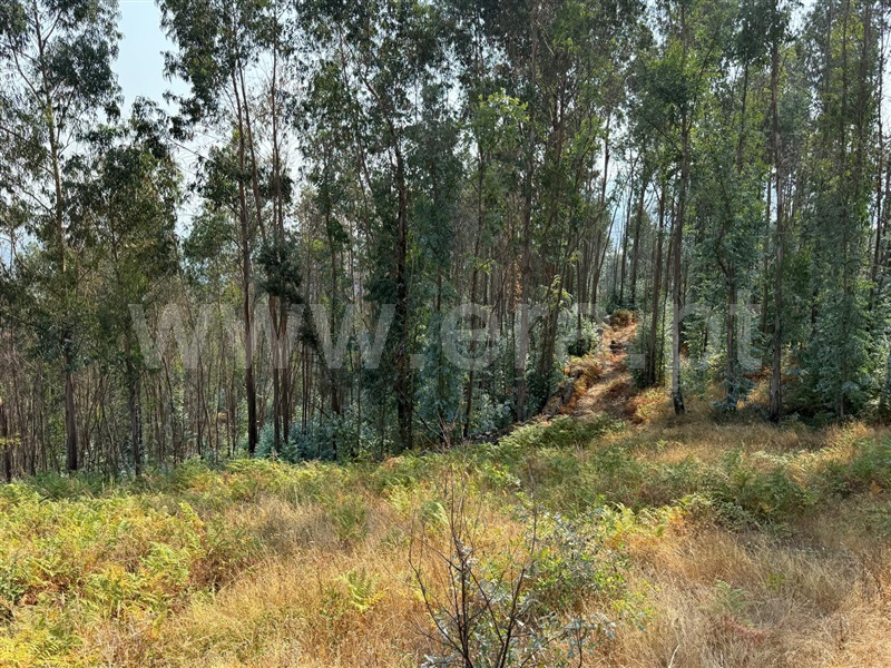 Quinta  Póvoa de Lanhoso, Sobradelo da Goma - 1501082 - 25