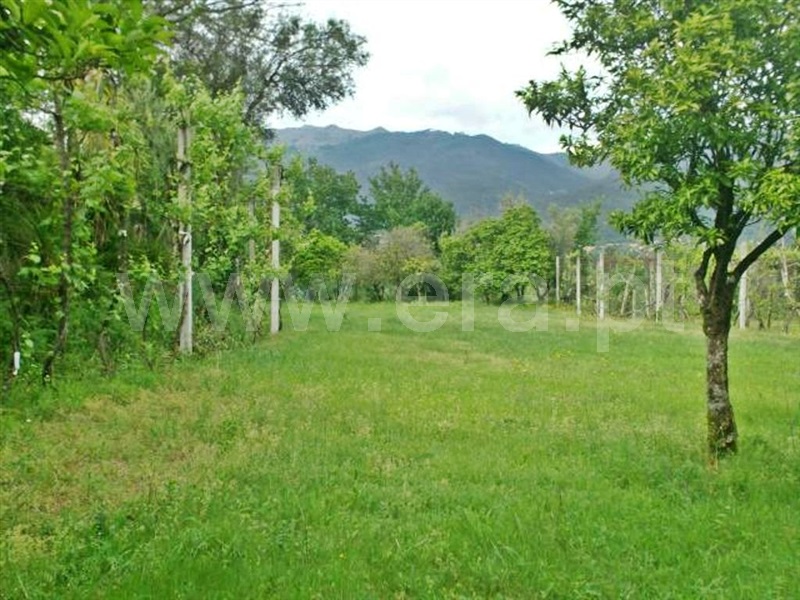 Quinta  Póvoa de Lanhoso, Friande - 539369 - 14