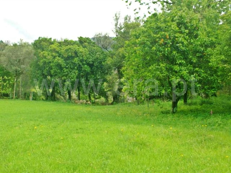 Quinta  Póvoa de Lanhoso, Friande - 539369 - 19