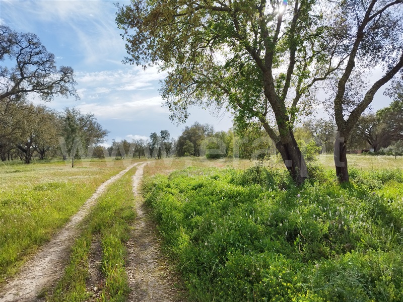 Quinta  Santiago do Cacém, São Domingos e Vale de Água - 1359874 - 29
