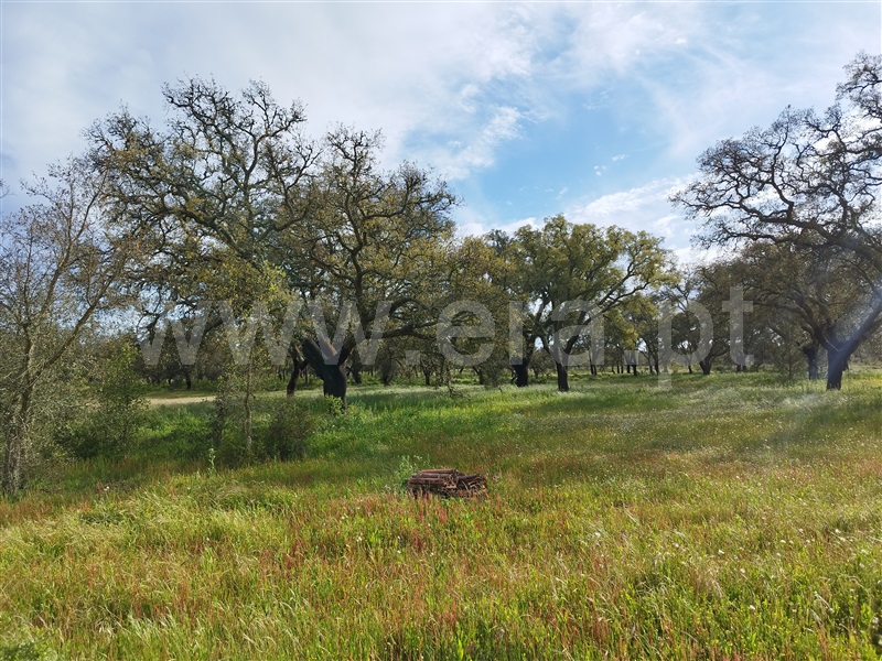 Quinta  Santiago do Cacém, São Domingos e Vale de Água - 1359874 - 35