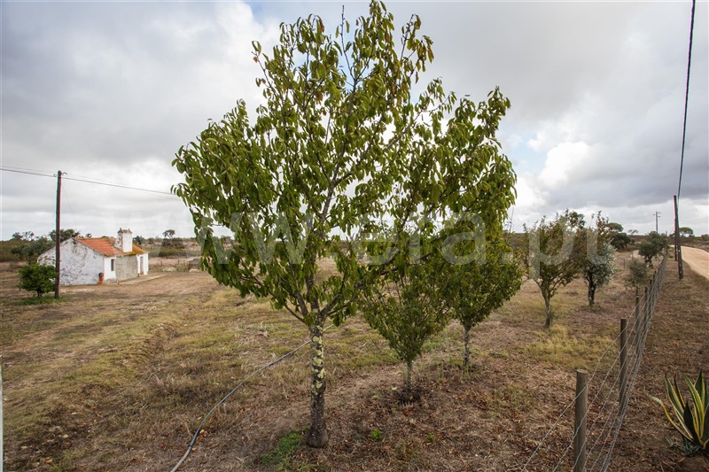 Quinta  Santiago do Cacém, São Francisco da Serra - 1119371 - 33