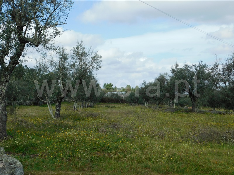 Quinta  Seia, Girabolhos - 1313224 - 5