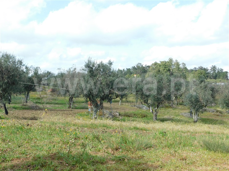 Quinta  Seia, Girabolhos - 1313224 - 8