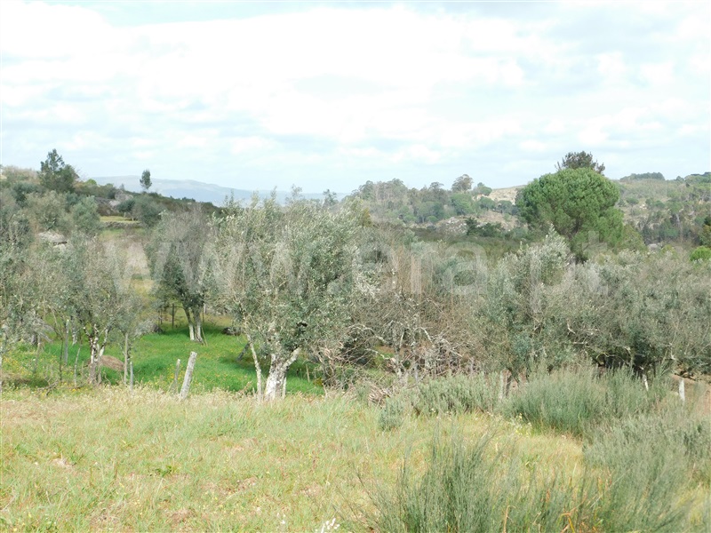 Quinta  Seia, Girabolhos - 1313224 - 9