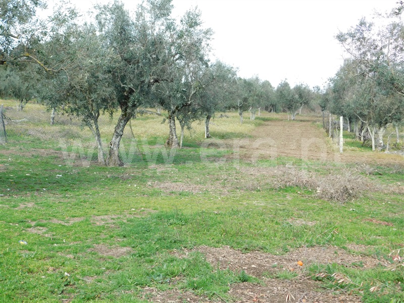 Quinta  Seia, Girabolhos - 1313224 - 11