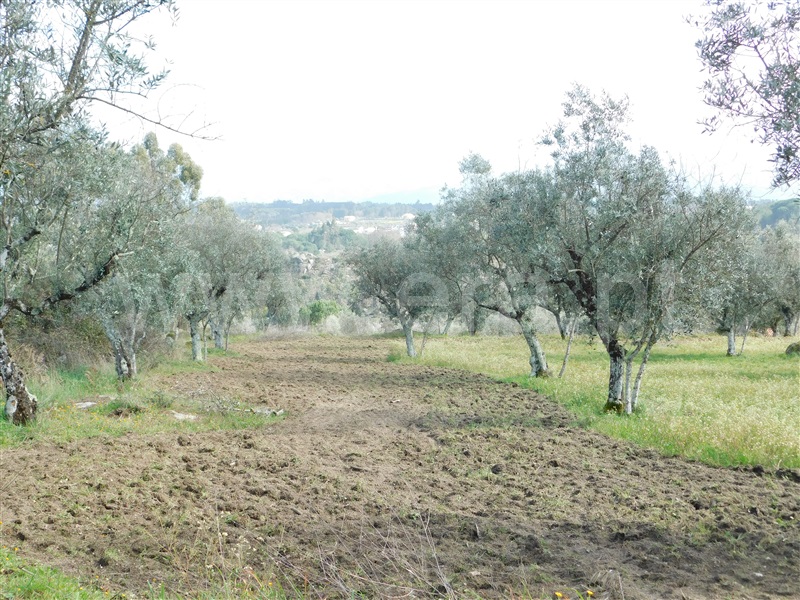 Quinta  Seia, Girabolhos - 1313224 - 12