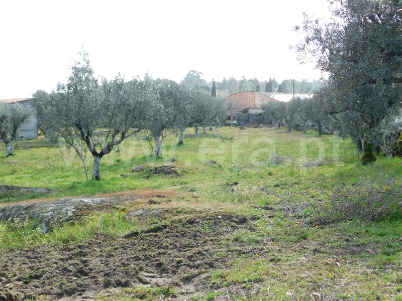 Quinta  Seia, Girabolhos - 1313224 - 14