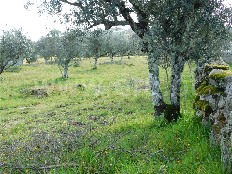 Quinta  Seia, Girabolhos - 1313224 - 15