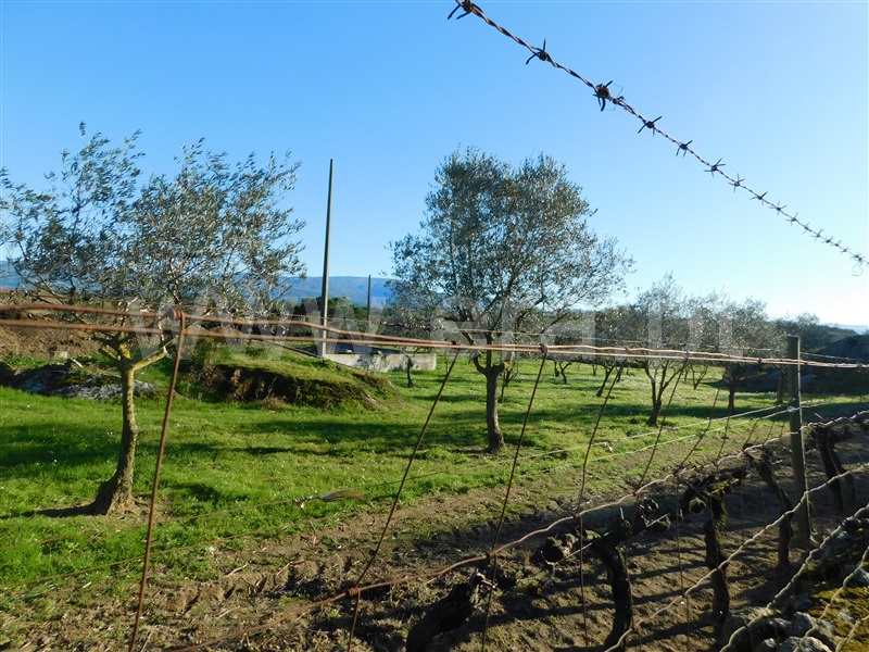 Quinta  Seia, Paranhos - 1452968 - 2
