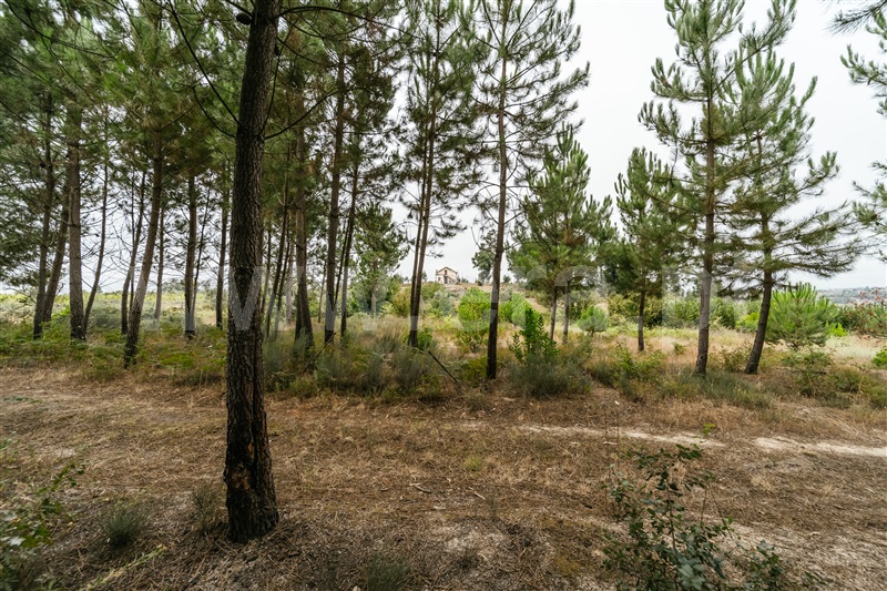 Quinta  Seia, Sameice e Santa Eulália - 1427631 - 17