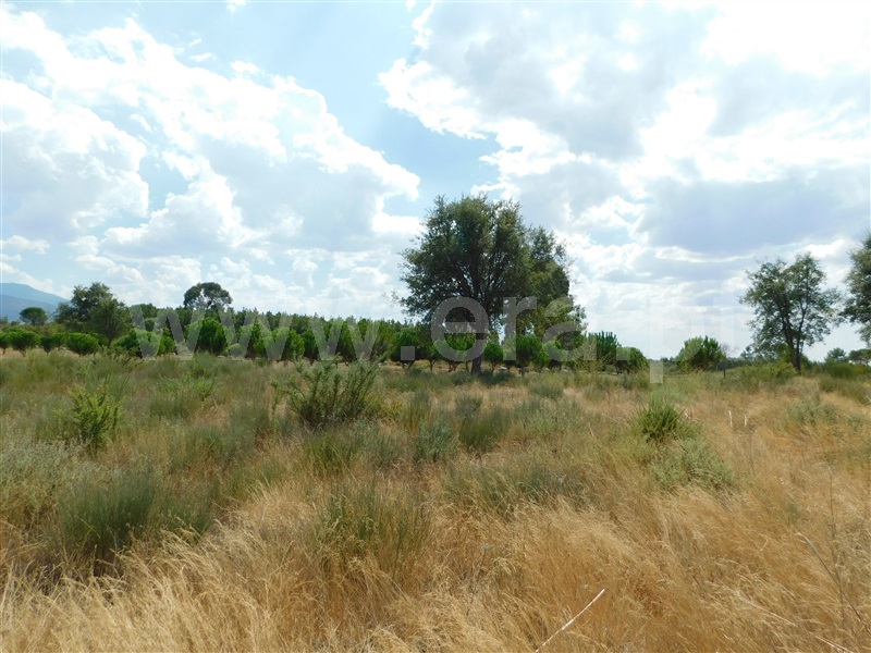 Quinta  Seia, Santa Comba - 1270994 - 2