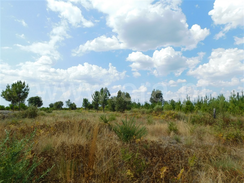 Quinta  Seia, Santa Comba - 1270994 - 3